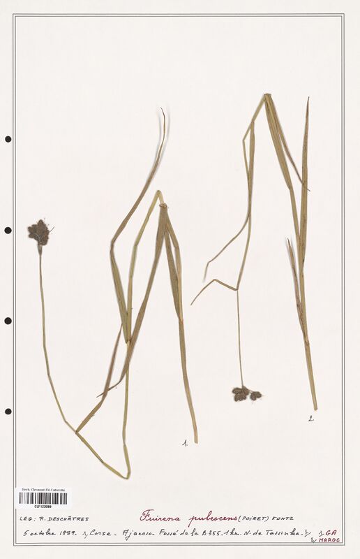 Fuirena pubescens  (Cyperaceae)