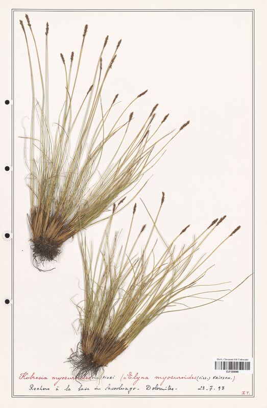 Kobresia myosuroides  (Cyperaceae)