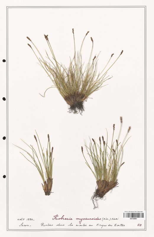 Kobresia myosuroides  (Cyperaceae)