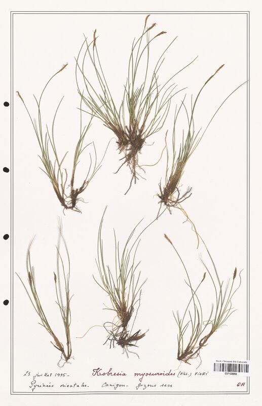 Kobresia myosuroides  (Cyperaceae)