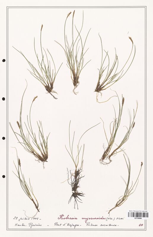 Kobresia myosuroides  (Cyperaceae)
