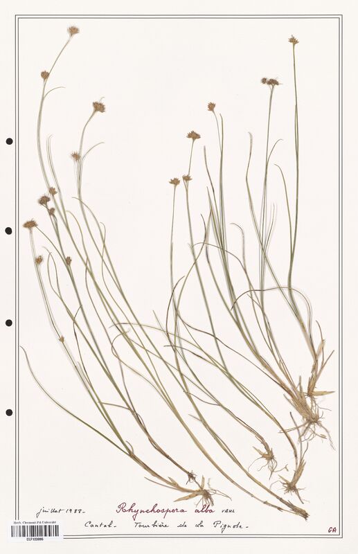 Rhynchospora alba  (Cyperaceae)