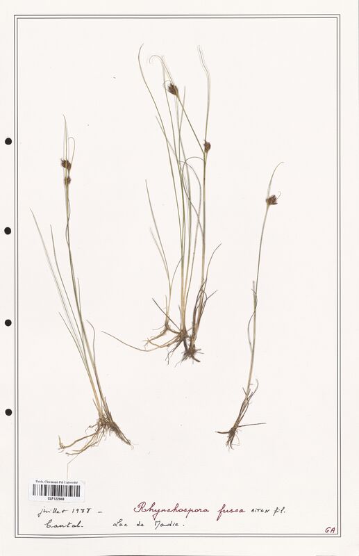 Rhynchospora fusca  (Cyperaceae)