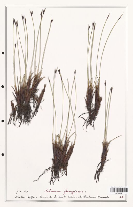 Schoenus ferrugineus  (Cyperaceae)