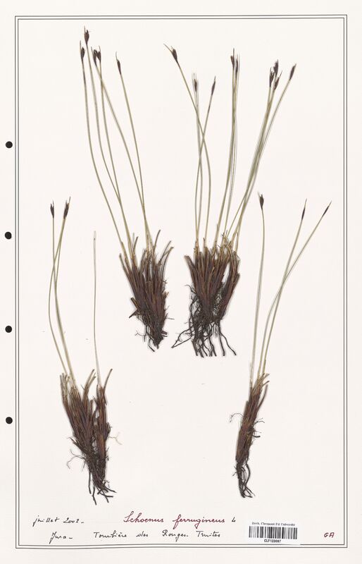 Schoenus ferrugineus  (Cyperaceae)