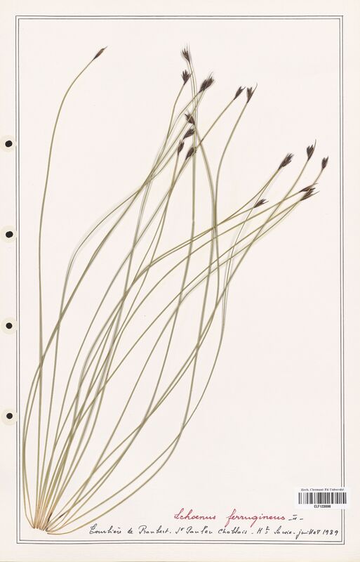 Schoenus ferrugineus  (Cyperaceae)