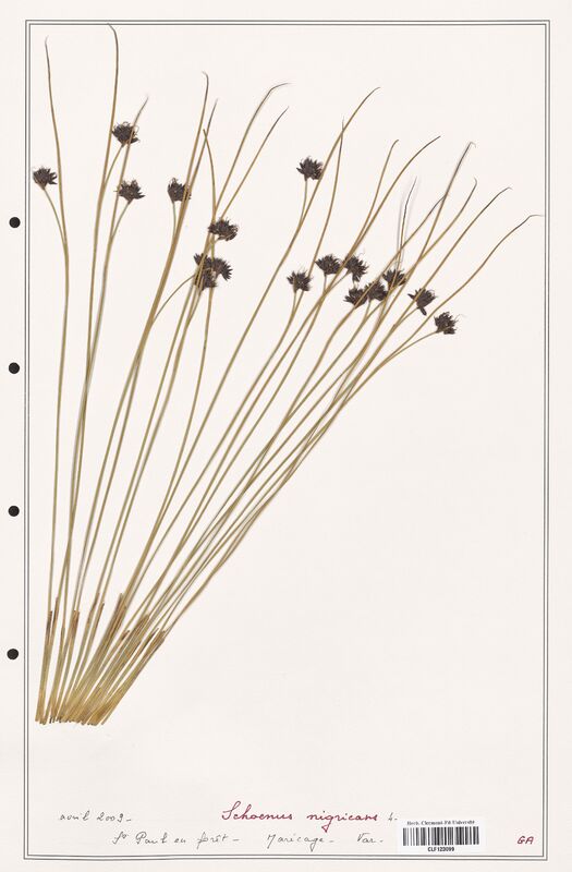 Schoenus nigricans  (Cyperaceae)