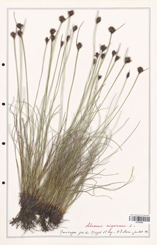 Schoenus nigricans  (Cyperaceae)