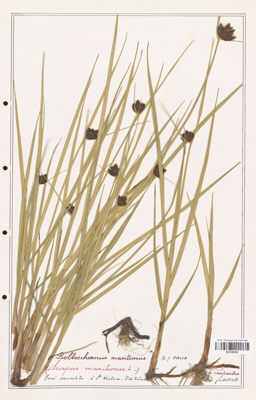 Bolboschoenus maritimus  (Cyperaceae)