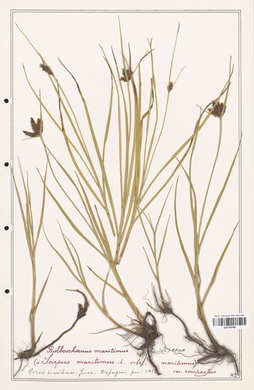 Bolboschoenus maritimus  (Cyperaceae)