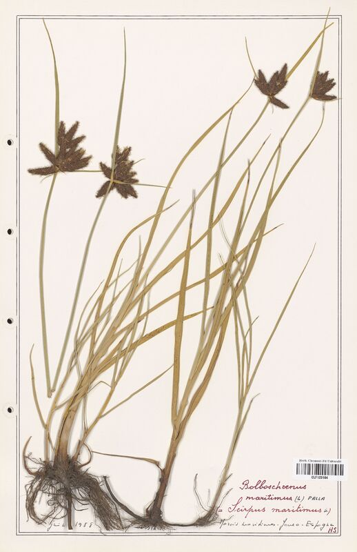 Bolboschoenus maritimus  (Cyperaceae)