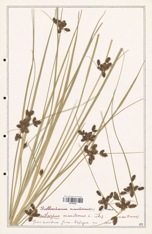 Bolboschoenus maritimus  (Cyperaceae)