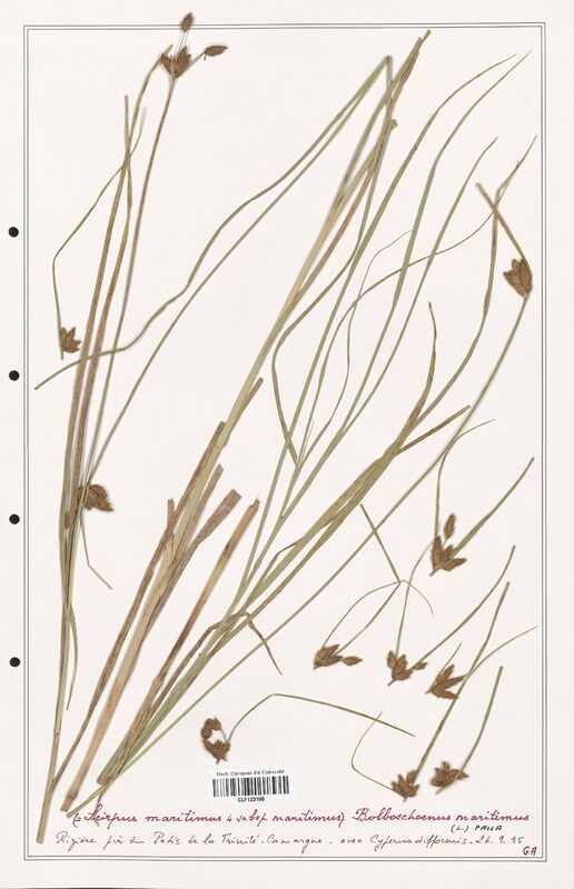 Bolboschoenus maritimus  (Cyperaceae)