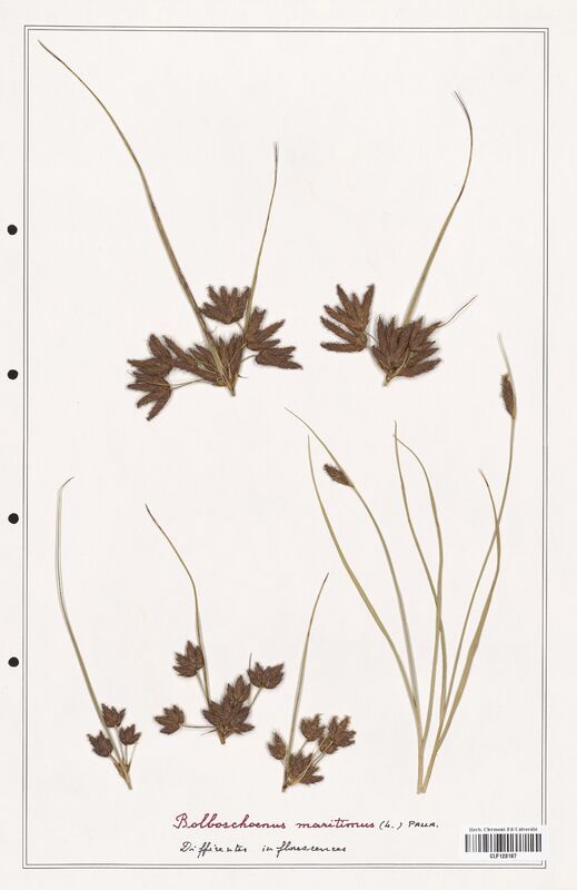 Bolboschoenus maritimus  (Cyperaceae)