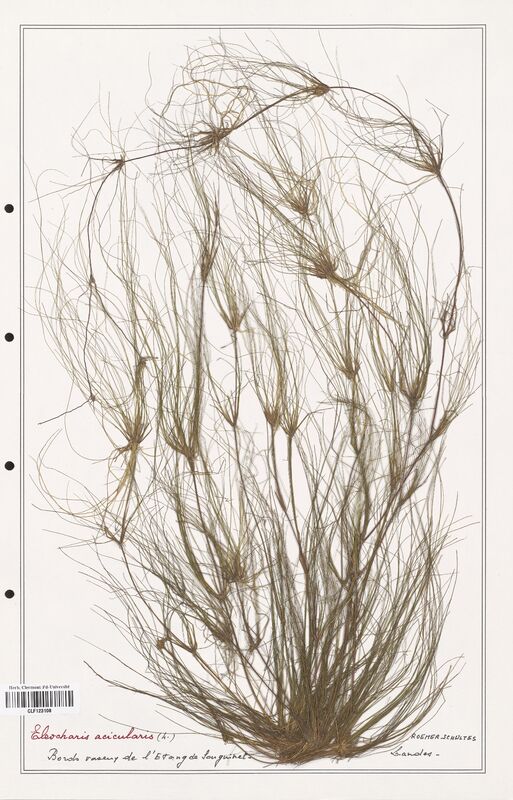 Eleocharis acicularis  (Cyperaceae)