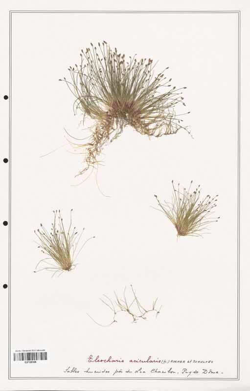 Eleocharis acicularis  (Cyperaceae)