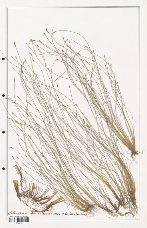 Eleocharis bonariensis  (Cyperaceae)