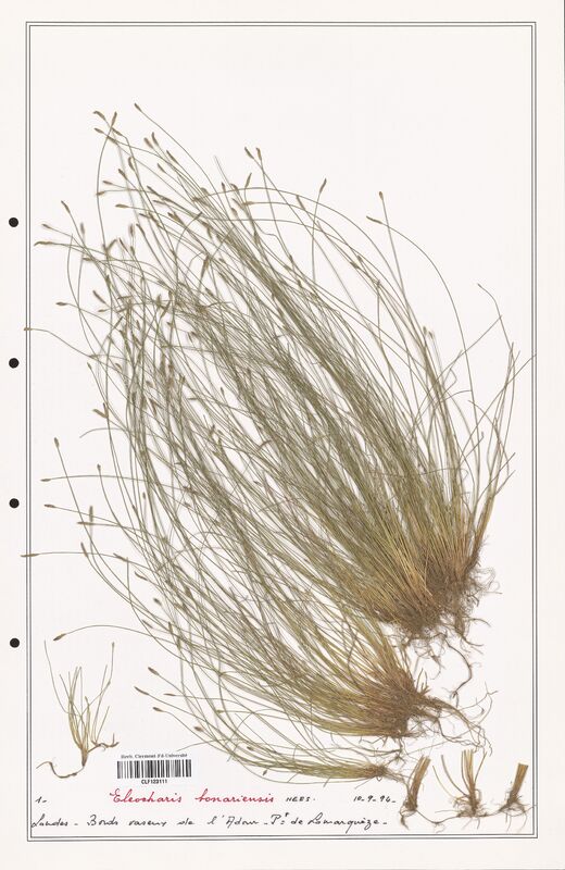 Eleocharis bonariensis  (Cyperaceae)