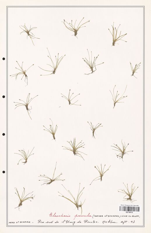 Eleocharis parvula  (Cyperaceae)