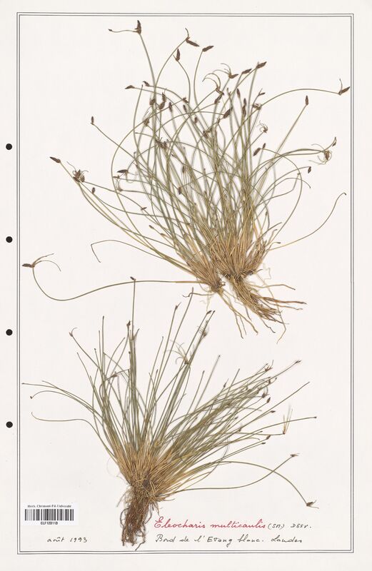 Eleocharis multicaulis  (Cyperaceae)