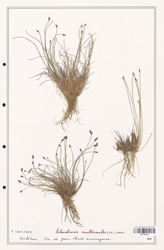 Eleocharis multicaulis  (Cyperaceae)