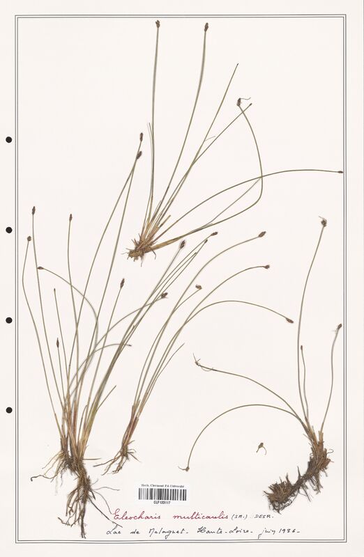 Eleocharis multicaulis  (Cyperaceae)