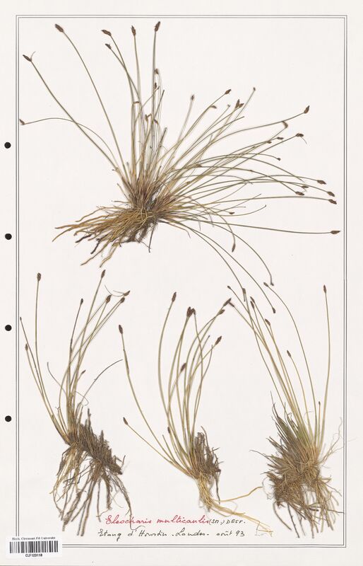 Eleocharis multicaulis  (Cyperaceae)