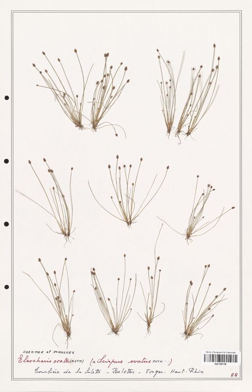 Eleocharis ovata  (Cyperaceae)