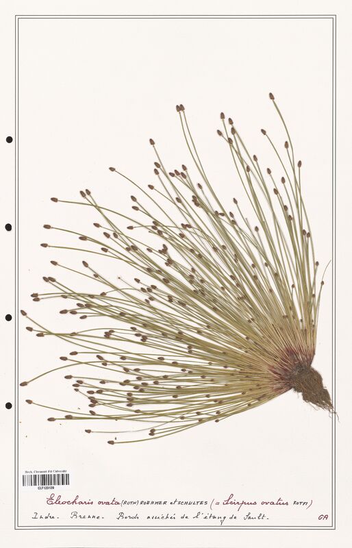 Eleocharis ovata  (Cyperaceae)