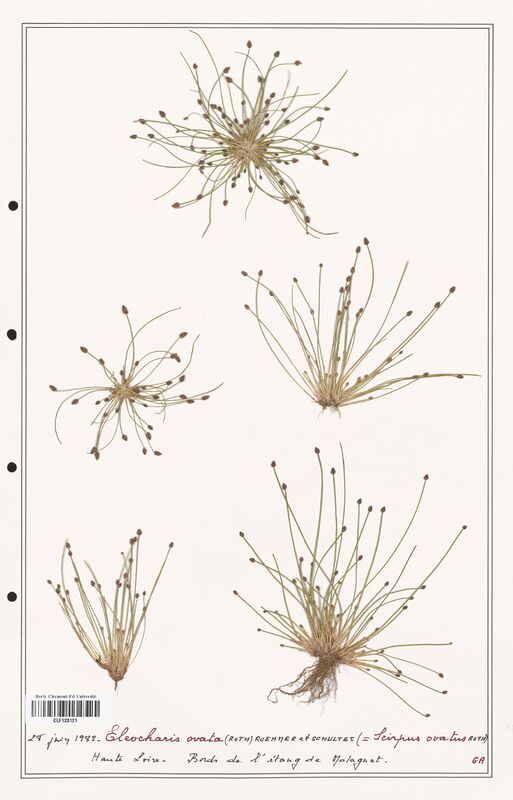 Eleocharis ovata  (Cyperaceae)
