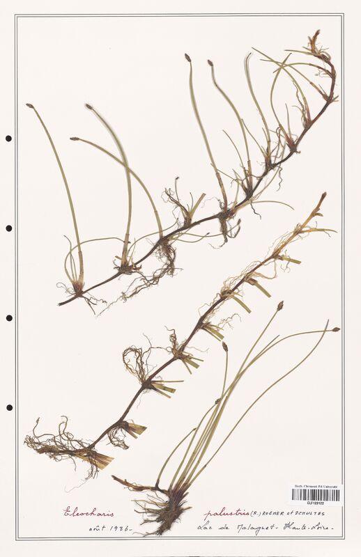 Eleocharis palustris  (Cyperaceae)