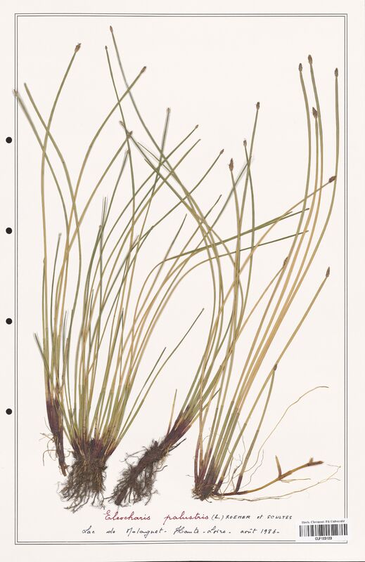 Eleocharis palustris  (Cyperaceae)