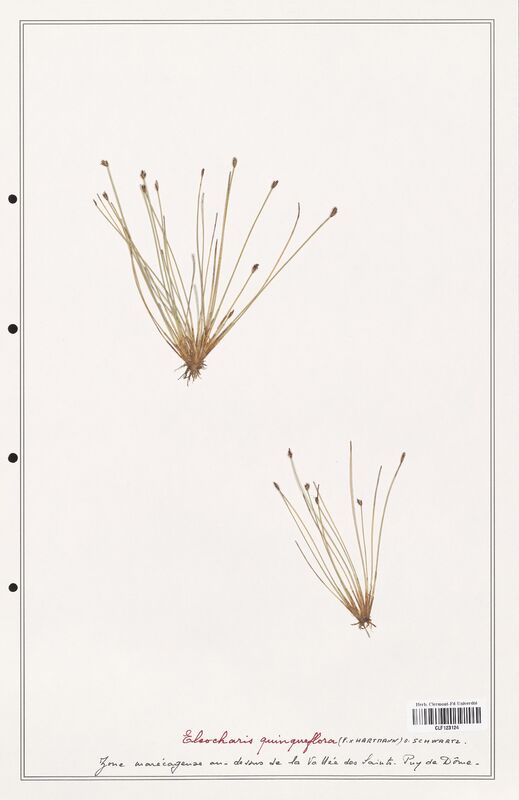 Eleocharis quinqueflora  (Cyperaceae)