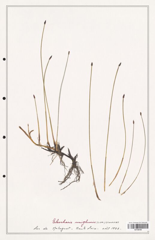 Eleocharis uniglumis  (Cyperaceae)