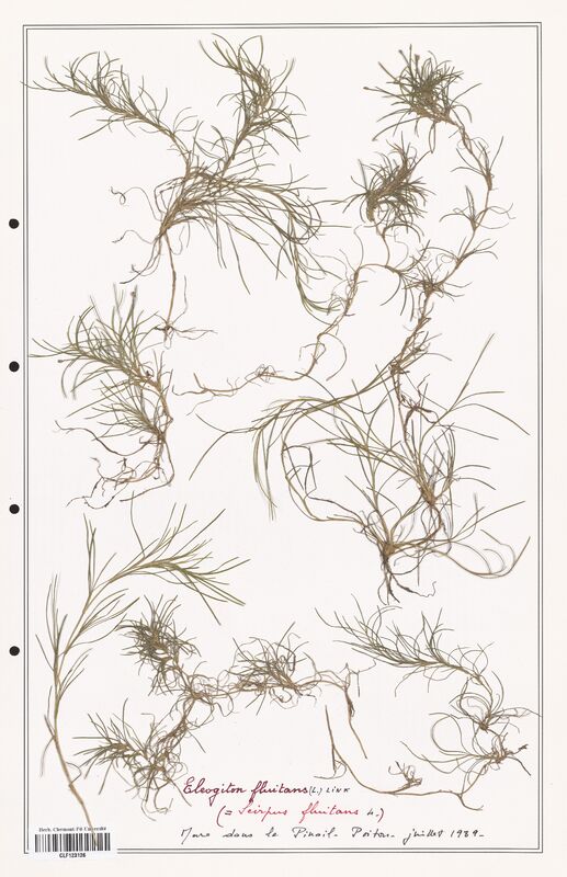 Eleogiton fluitans  (Cyperaceae)