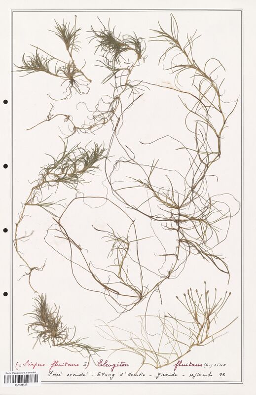 Eleogiton fluitans  (Cyperaceae)