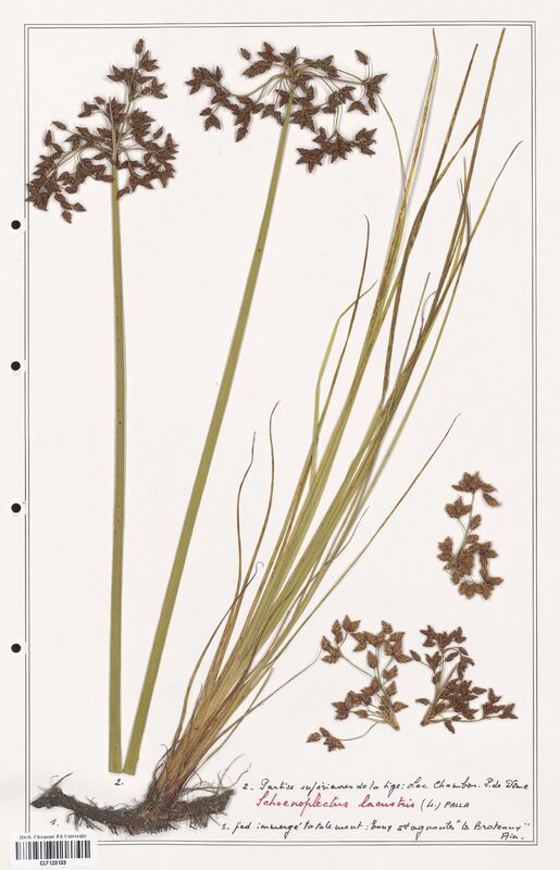 Schoenopleatus lacustris  (Cyperaceae)
