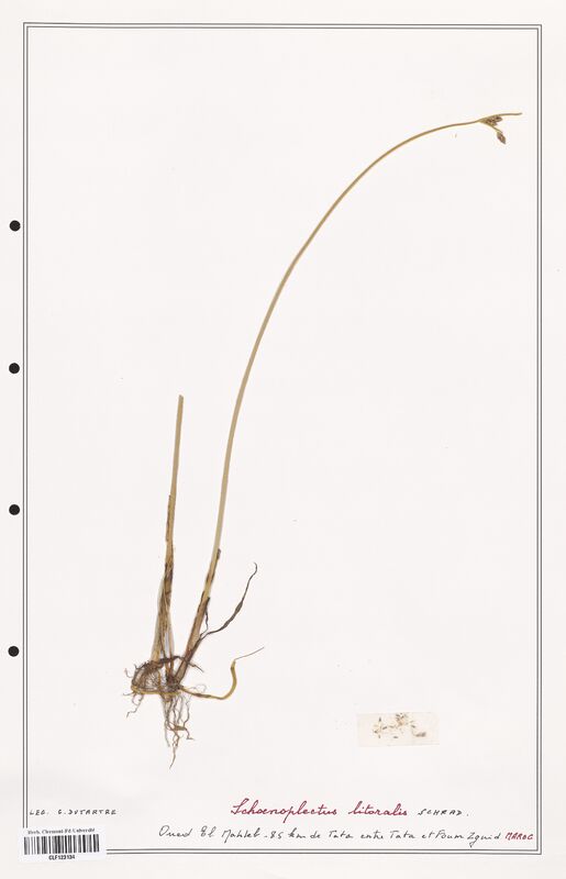 Schoenopleatus litoralis  (Cyperaceae)