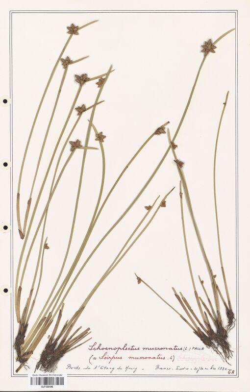 Schoenopleatus mucronatus  (Cyperaceae)