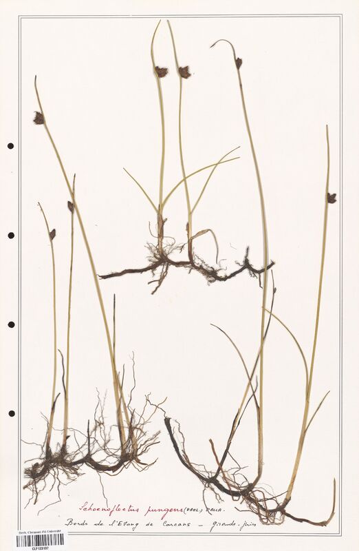 Schoenopleatus pungens  (Cyperaceae)