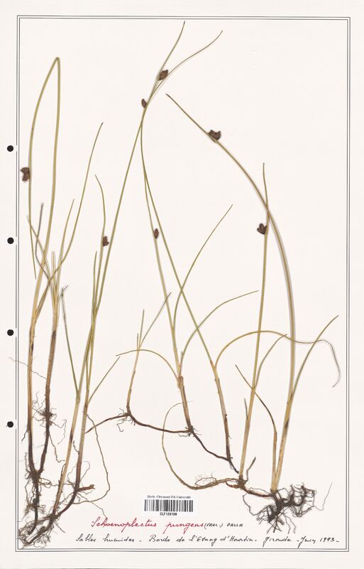 Schoenopleatus pungens  (Cyperaceae)