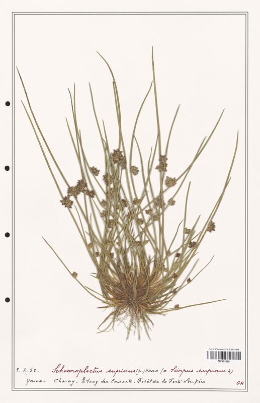 Schoenopleatus supinus  (Cyperaceae)