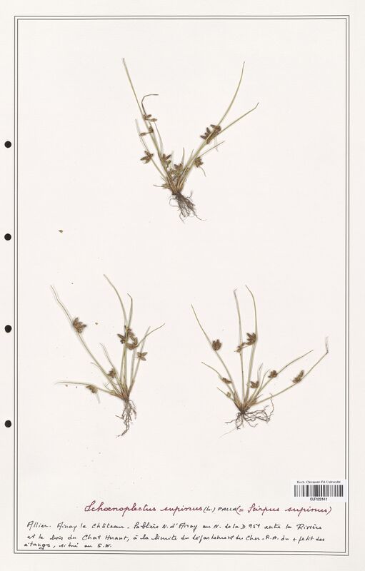 Schoenopleatus supinus  (Cyperaceae)