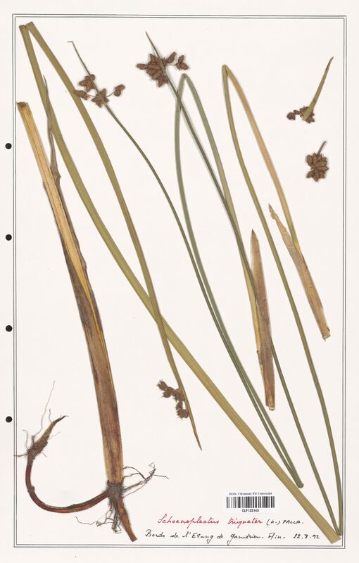 Schoenopleatus triqueter  (Cyperaceae)