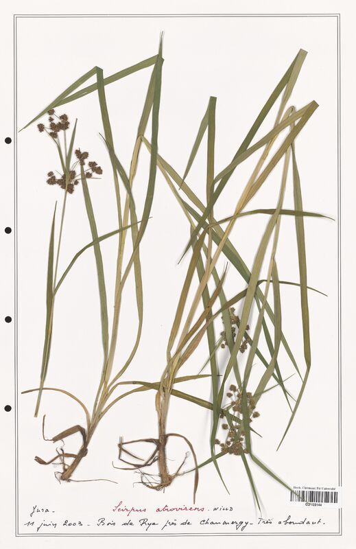 Scirpus atrovirens  (Cyperaceae)