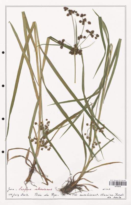 Scirpus atrovirens  (Cyperaceae)