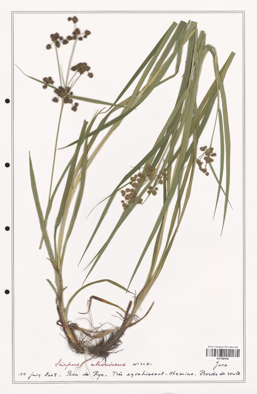 Scirpus atrovirens  (Cyperaceae)