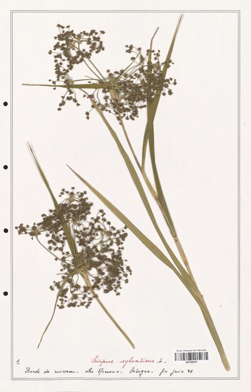 Scirpus sylvaticus  (Cyperaceae)