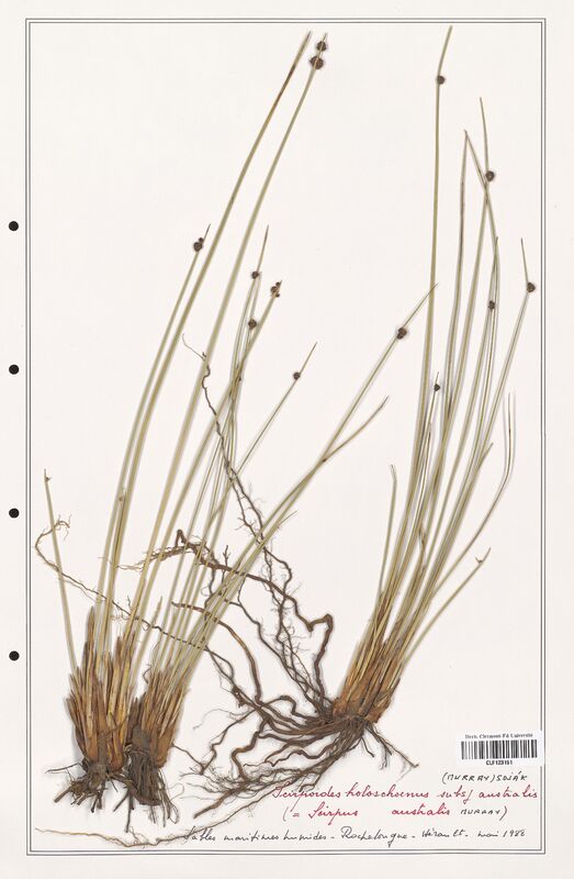Scirpoides holoschoenus  (Cyperaceae)