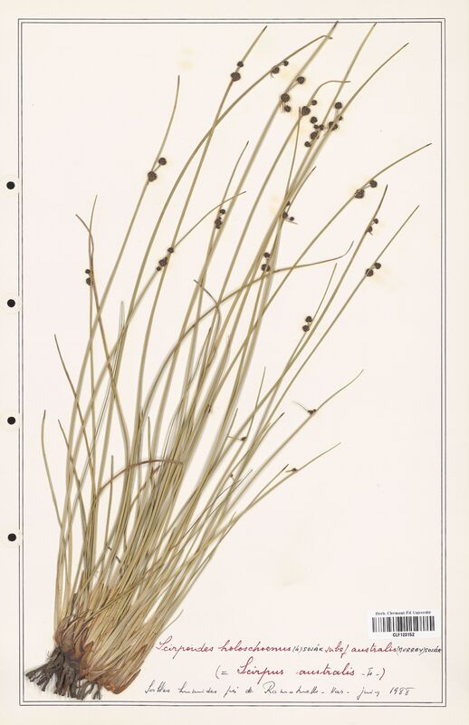 Scirpoides holoschoenus  (Cyperaceae)